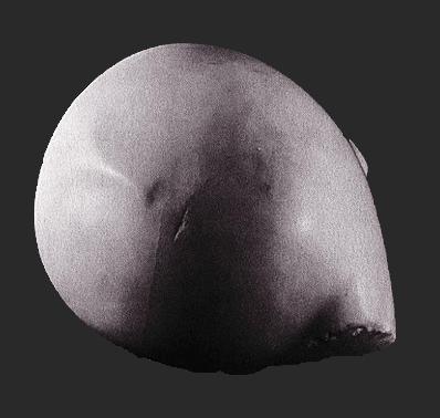 Brancusi Prometeu Brancusi Prometeu